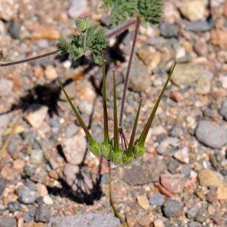 Erodium cicutarium, Redstem Stork's Bill